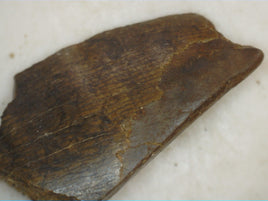 Tyrannosaur Tooth Piece, Judith River Formation