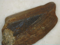Tyrannosaur Tooth Piece, Judith River Formation