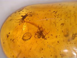 3 Spiders and Multiple Small Insects in Amber from the Dominican Republic, 25 Million Years Old