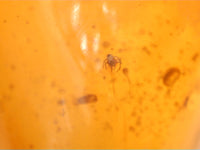 3 Spiders and Multiple Small Insects in Amber from the Dominican Republic, 25 Million Years Old