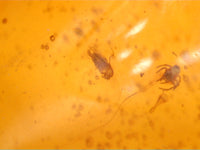 3 Spiders and Multiple Small Insects in Amber from the Dominican Republic, 25 Million Years Old