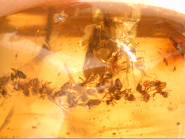 Chiapas Amber with 32 Ants and 1 Spider, 25 million years old