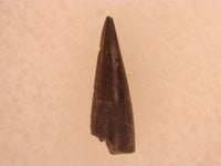 Trimerorhachis Tooth (Amphibian), Permian