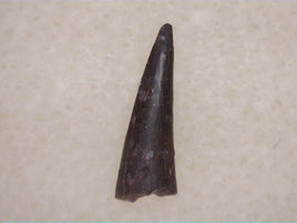 Trimerorhachis Tooth (Amphibian), Permian