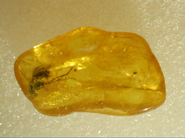 Baltic Amber with 1 Insect, 44 Million Years Old.