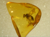 Baltic Amber with 1 Insect, 44 Million Years Old.
