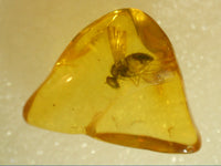Baltic Amber with 1 Insect, 44 Million Years Old.