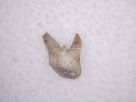 Xenacanthus Tooth (shark) from the Early Permian of Texas