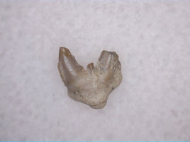 Xenacanthus Tooth (shark) from the Early Permian of Texas