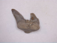 Xenacanthus Tooth (shark) from the Early Permian of Texas