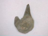 Xenacanthus Tooth (shark) from the Early Permian of Texas