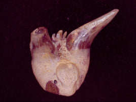 Xenacanthus Tooth (shark) from the Early Permian of Texas