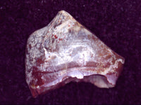 Diadectes Tooth, Permian Texas Red Beds