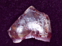 Diadectes Tooth, Permian Texas Red Beds
