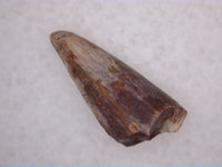 Eryops Tooth, Permian Texas Red Beds