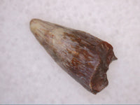 Eryops Tooth, Permian Texas Red Beds