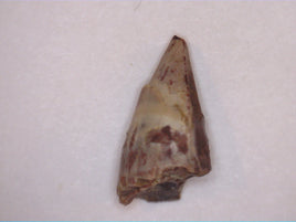 Eryops Tooth, Permian Texas Red Beds