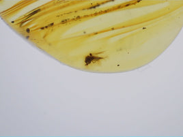 Insect in Amber from the Dominican Republic, 25 Million Years Old