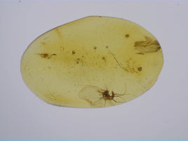 Insect in Amber from the Dominican Republic, 25 Million Years Old