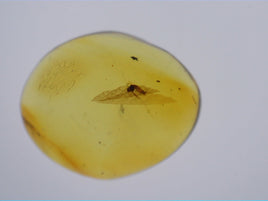 Insect in Amber from the Dominican Republic, 25 Million Years Old