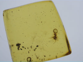 Insect in Amber from the Dominican Republic, 25 Million Years Old