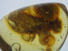 Termite in Amber from the Dominican Republic, 25 Million Years Old