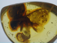 Termite in Amber from the Dominican Republic, 25 Million Years Old