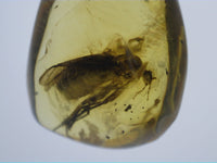 Insect in Amber from the Dominican Republic, 25 Million Years Old