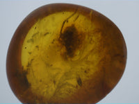 Spider in Baltic Amber, 44 Million Years Old