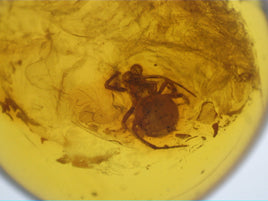 Spider in Baltic Amber, 44 Million Years Old