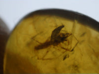 Spider in Amber from Burma. Middle Cretaceous, 99 Million Years Old