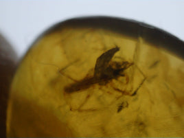 Spider in Amber from Burma. Middle Cretaceous, 99 Million Years Old