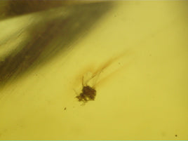 Tick in Amber from Burma. Middle Cretaceous, 99 Million Years Old