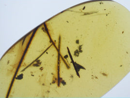 Insects in Amber from Burma. Middle Cretaceous, 99 Million Years Old