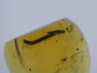 Partial Millipede in Amber from Burma. Middle Cretaceous, 99 Million Years Old