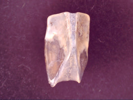 Hadrosauridae Tooth, Aguja Formation, Texas