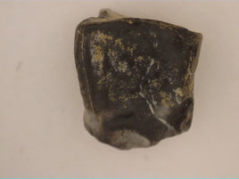 Hadrosaur Tooth, Aguja Formation, Texas