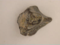 Hadrosaur Tooth, Aguja Formation, Texas