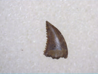 Troodon Tooth, Hell Creek Formation