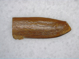 Juvenile Titanosaur (Sauropod) Tooth from Morocco