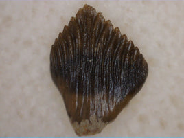 Pefect Thescelosaurus Tooth from the Hell Creek Formation