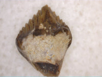 Pefect Thescelosaurus Tooth from the Hell Creek Formation