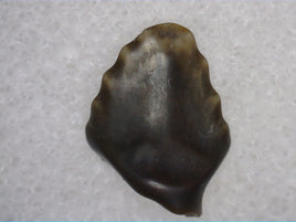 Sauropelta Tooth, Cloverly Formation