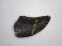 Raptor (Dromeaoesaur) Tooth, Hell Creek Formation