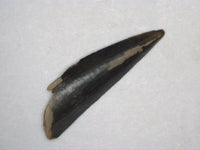 Richardoestesia Tooth from the Hell Creek Formation