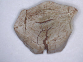 Tenontosaurus Tooth, Cloverly Formation