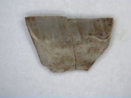 Tenontosaurus Tooth, Cloverly Formation