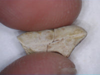 Tenontosaurus Tooth, Cloverly Formation