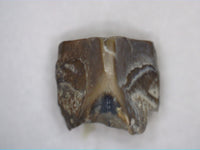 Hadrosaur Tooth, Judith River Formation