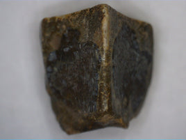 Hadrosaur Tooth, Judith River Formation